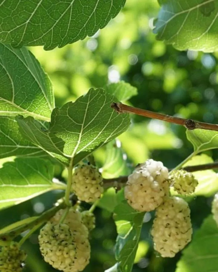 קסטלנואובו דל גארדה Agriturismo Le Fornase