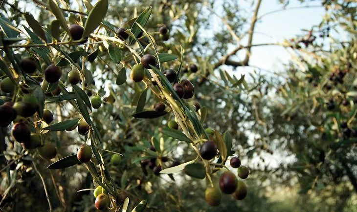קסטלנואובו דל גארדה Agriturismo Le Fornase 0*, קסטלנואובו דל גארדה איטליה
