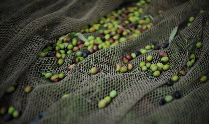 קסטלנואובו דל גארדה Agriturismo Le Fornase בית חווה קסטלנואובו דל גארדה